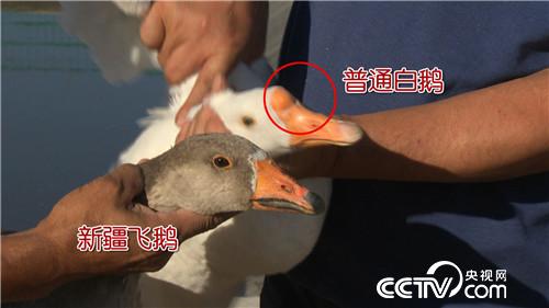 [致富經]騎馬放鵝 讓財富飛起來 20181029 