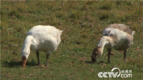 [致富經]騎馬放鵝 讓財富飛起來 20181029 