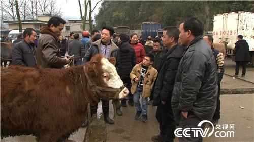 [致富經(jīng)]小個(gè)子大智慧 他如何贏得財(cái)富與愛情 20190430 